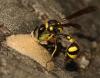 Eumenes coronatus